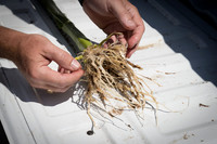 NL_Corn_42_072319_Carbondale_13