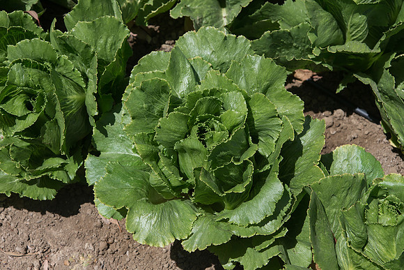 Lettuce_ExperimentalTwo_CA_0009