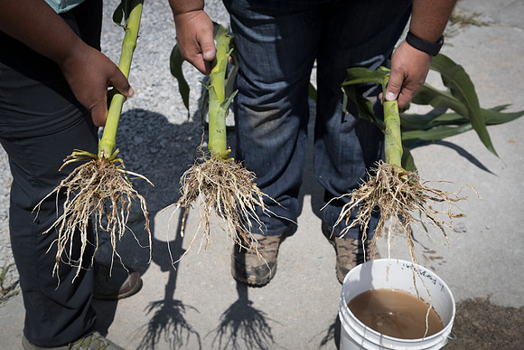 NL_Corn_072319_Carbondale_338