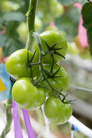 Tomatoes_DRTH1025_7
