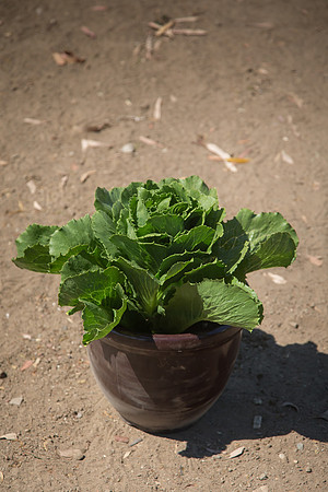 Lettuce_ExperimentalTwo_CA_0019