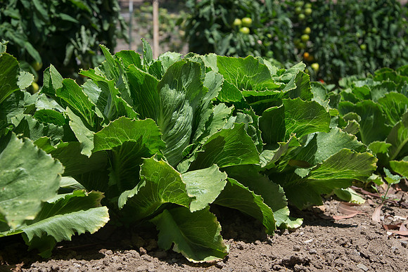Lettuce_ExperimentalTwo_CA_0006