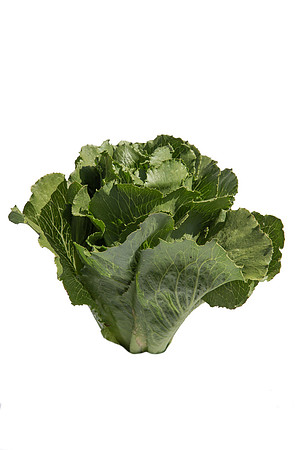 Lettuce_ExperimentalTwo_CA_0021