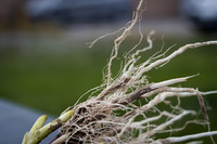 NL_Corn_42_072319_Carbondale_30