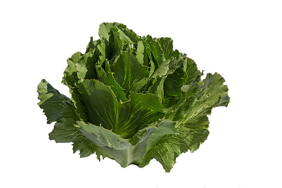 Lettuce_ExperimentalTwo_CA_0030