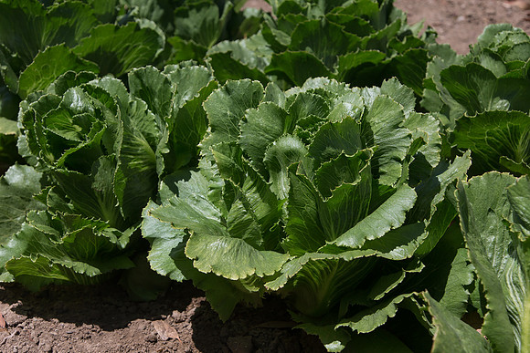Lettuce_ExperimentalTwo_CA_0011
