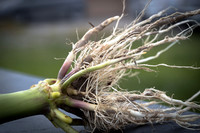 NL_Corn_42_072319_Carbondale_39