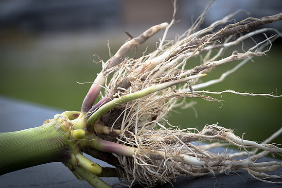NL_Corn_42_072319_Carbondale_39