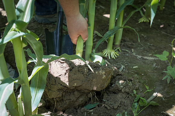 NL_Corn_072319_Carbondale_53