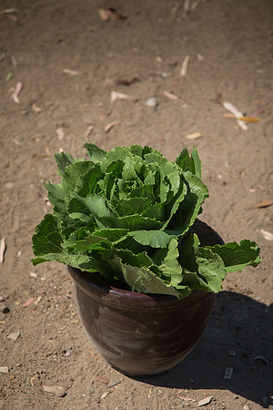 Lettuce_ExperimentalTwo_CA_0015