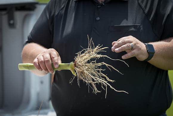 NL_Corn_072319_Carbondale_506