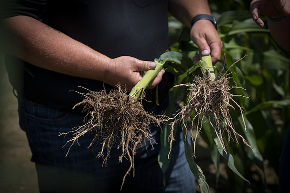 NL_Corn_072319_Carbondale_224