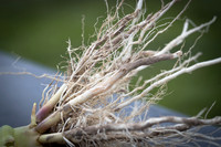 NL_Corn_408_072319_Carbondale_25