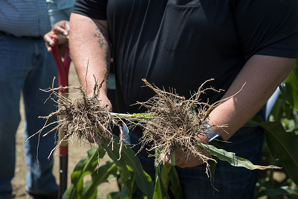 NL_Corn_072319_Carbondale_126