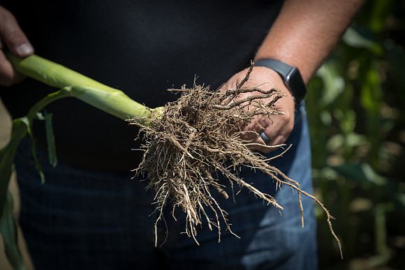 NL_Corn_072319_Carbondale_209