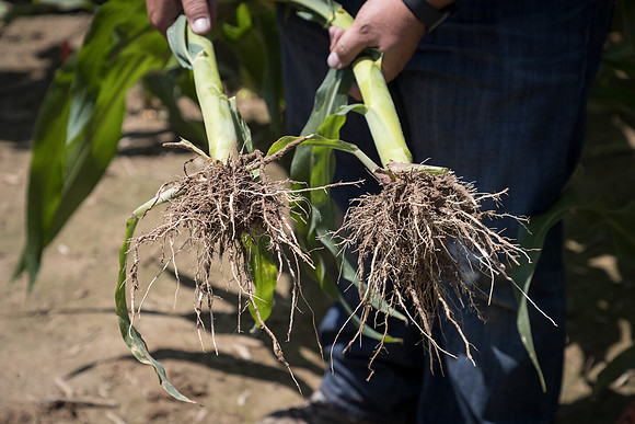 NL_Corn_072319_Carbondale_144