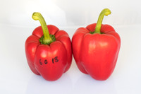 Peppers_Damage_0021