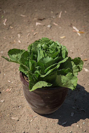Lettuce_ExperimentalTwo_CA_0013