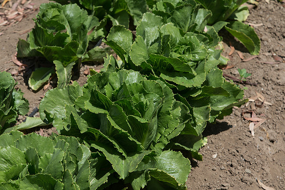 Lettuce_ExperimentalTwo_CA_0002