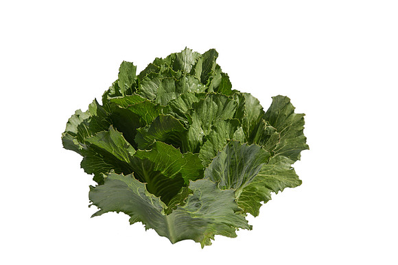 Lettuce_ExperimentalTwo_CA_0032