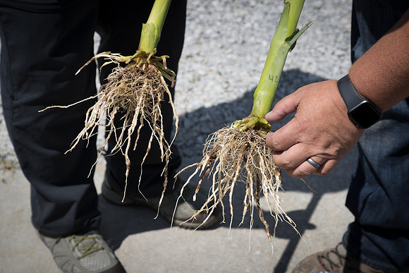 NL_Corn_072319_Carbondale_329