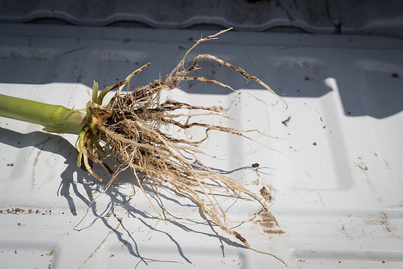 NL_Corn_Untreated_072319_Carbondale_08