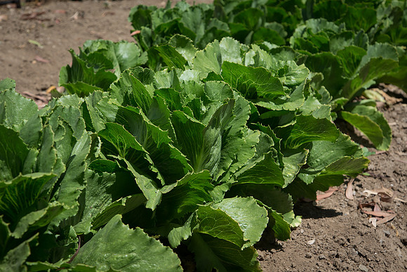 Lettuce_ExperimentalTwo_CA_0004