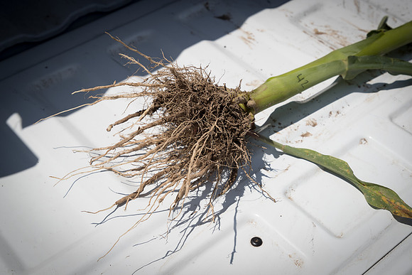 NL_Corn_42_072319_Carbondale_05
