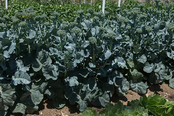 Broccoli_ArtworkSibsey_CA_0006