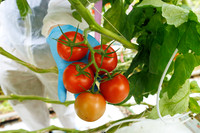 Tomato_Albrice_5