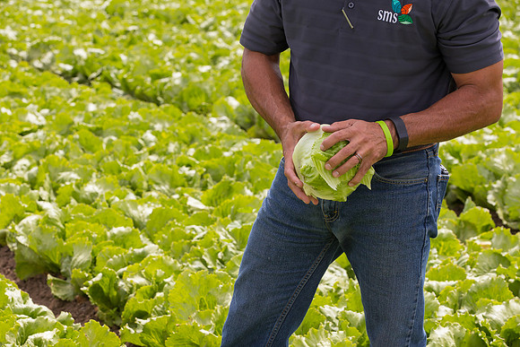 Lettuce_9238_CA_0082