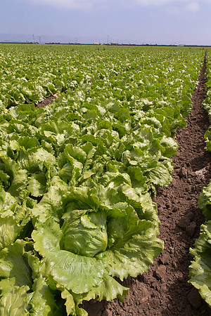 Lettuce_9238_CA_0150