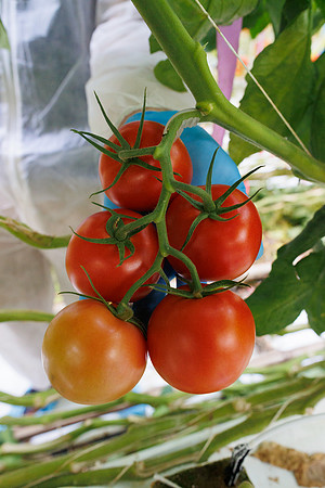 Tomato_Albrice_10