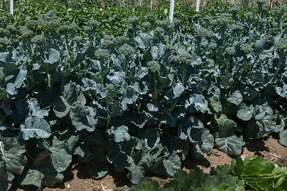 Broccoli_ArtworkSibsey_CA_0007