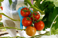 Tomato_Albrice_4