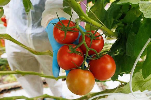 Tomato_Albrice_4