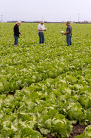 Lettuce_9238_CA_0028
