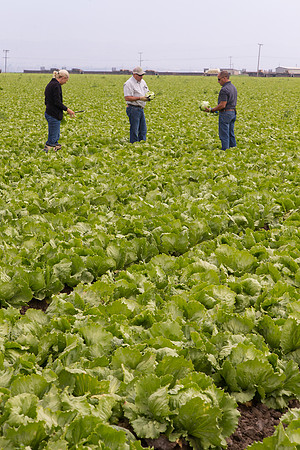 Lettuce_9238_CA_0028