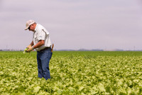 Lettuce_9238_CA_0047