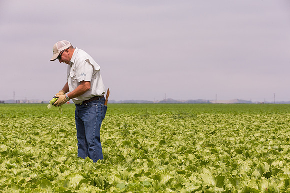 Lettuce_9238_CA_0047