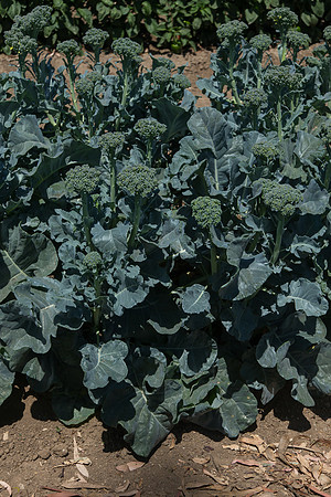 Broccoli_ArtworkSibsey_CA_0002