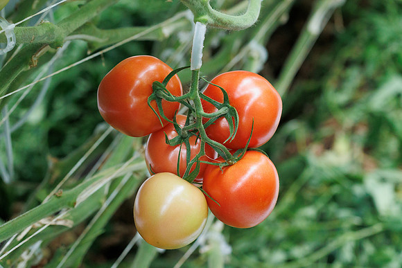 Tomato_Albrice_15
