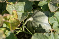 Melon_Banzai_CA_0050