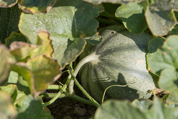 Melon_Banzai_CA_0050