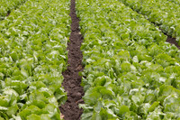 Lettuce_9238_CA_0016