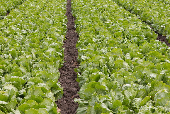 Lettuce_9238_CA_0016