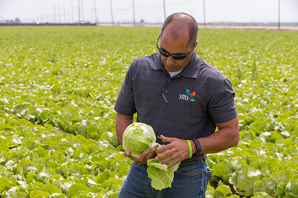 Lettuce_9238_CA_0087