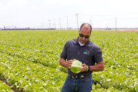 Lettuce_9238_CA_0073