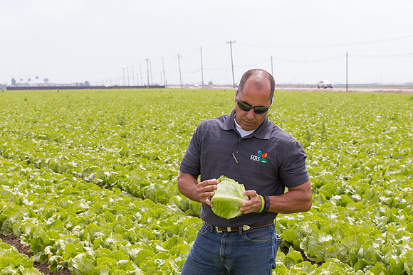 Lettuce_9238_CA_0073