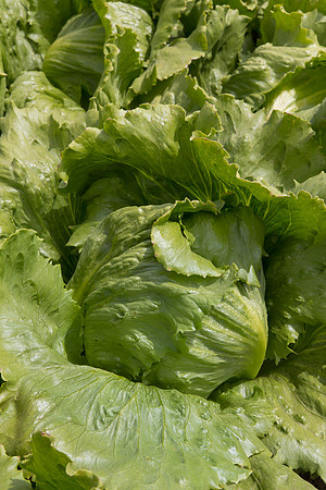 Lettuce_9238_CA_0152